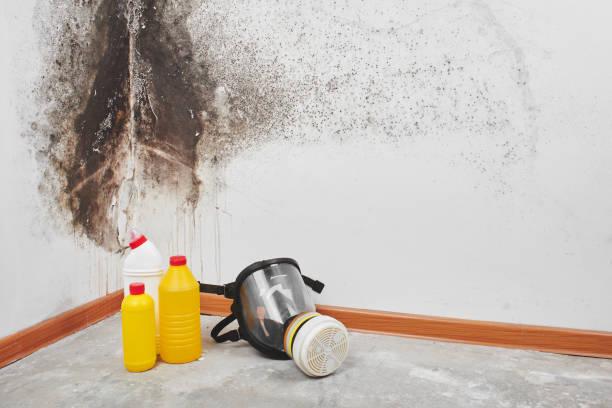 Best Emergency Mold Remediation in Santa Venetia, CA