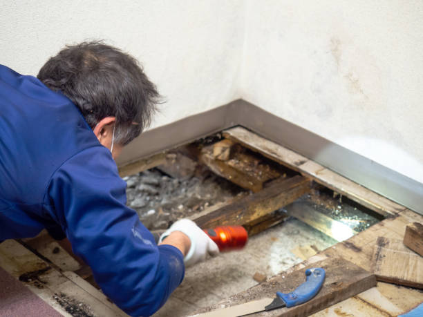 Best Health and Safety Mold Remediation in Santa Venetia, CA