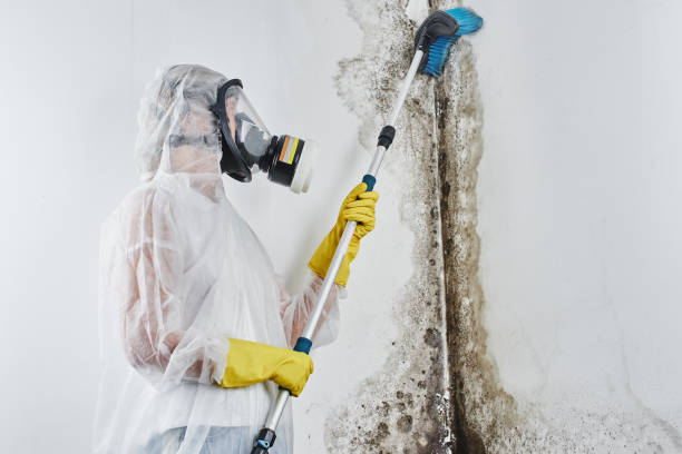 Best Mold Remediation for Schools in Santa Venetia, CA