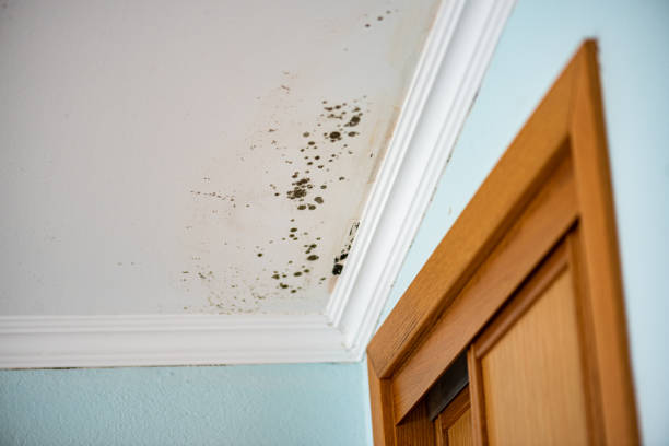 Best Industrial Mold Remediation in Santa Venetia, CA