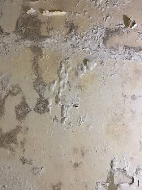 Best Kitchen Mold Remediation in Santa Venetia, CA