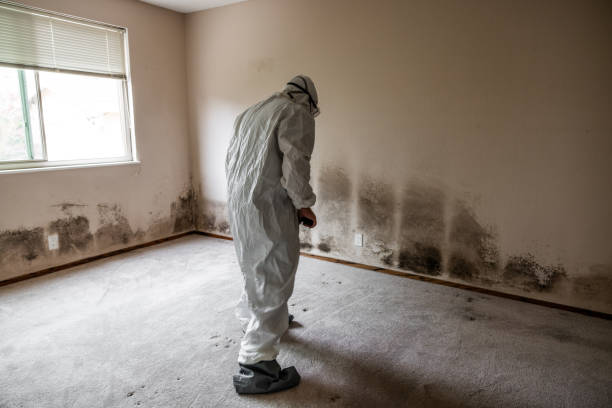 Best Residential Mold Remediation in Santa Venetia, CA