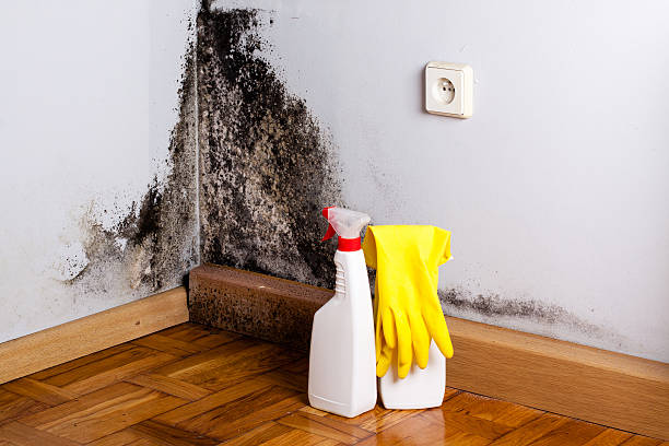 Best Mold Remediation for Specific Building Types in Santa Venetia, CA
