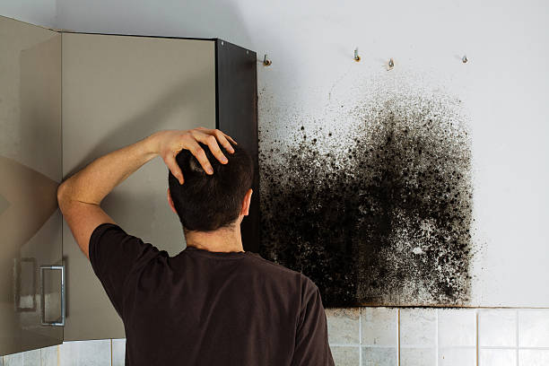 Best Attic Mold Remediation in Santa Venetia, CA