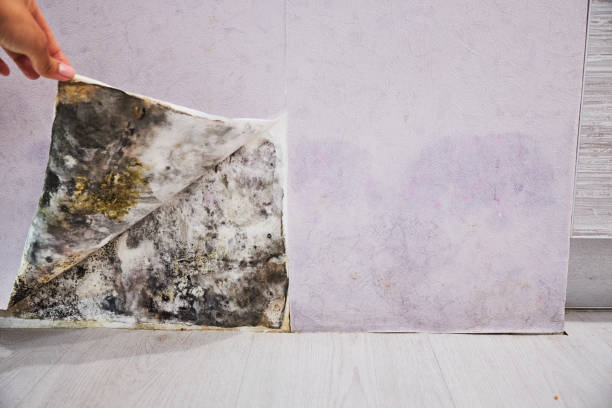 Best Commercial Mold Remediation in Santa Venetia, CA